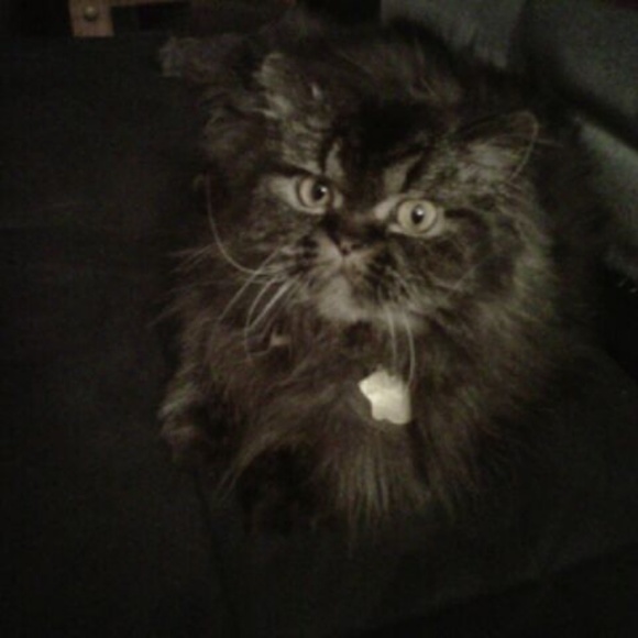 Meet your Posher, LisaMarie - Picture 6 of 8